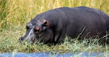 büyük su aygırı (su aygırı amphibius) doğal ortamlarında otlatmak üzerinde karaya nehir kıyısında. Moremi, Okawango delta, Botsvana