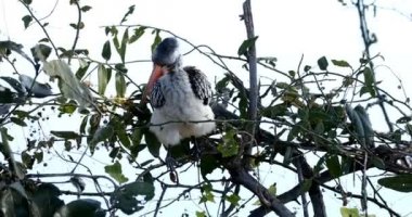 Güney kuşları kırmızı gagalı boynuz gagalı (Tockus rufirostris) yiyecek için Groud 'a iniyor. Nambwa Bölgesi, Namibya, Afrika Vahşi Hayatı