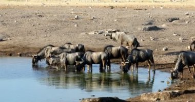 vahşi mavi Wildebeest Gnu su birikintisinin etkin, Namibya Afrika yaban hayatı Safari'de içme. Doğal yaşam alanı Afrika sahne