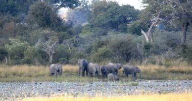 bebekler, Bwabwata, Caprivi strip oyun parkı, içinde su birikintisinin dışarı gidiyor Loxodonta ile Afrika fili sürüsü Namibya, Afrika safari yaban hayatı ve wilderness