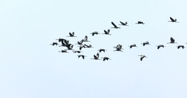 Bandada Grulla Común Lago Migración Parque Nacional Hortobagy Hungría Puszta — Vídeos de Stock