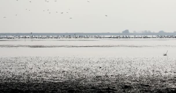 Стадо Журавель Озері Міграції Національному Парку Hortobagy Угорщина Пуста Одним — стокове відео