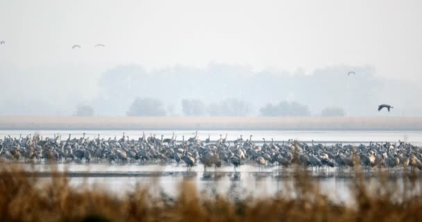 Bandada Grulla Común Lago Migración Parque Nacional Hortobagy Hungría Puszta — Vídeos de Stock