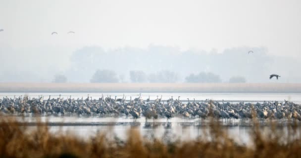 Troupeau Grue Commune Sur Lac Migration Dans Parc National Hortobagy — Video