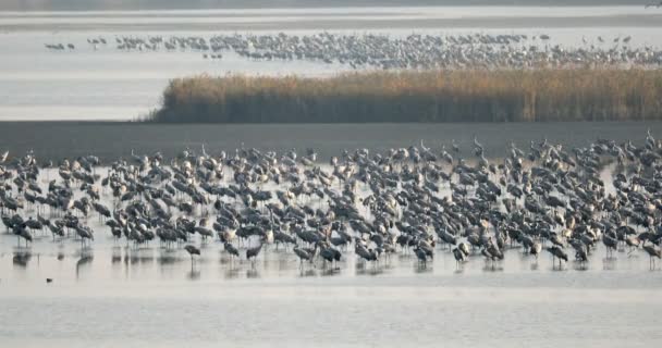 Bandada Grulla Común Lago Migración Parque Nacional Hortobagy Hungría Puszta — Vídeos de Stock