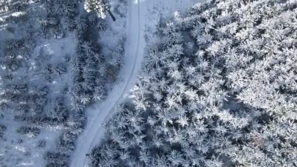 Vliegen Het Besneeuwde Forest Top Luchtfoto Bird View Van Winterlandschap — Stockvideo