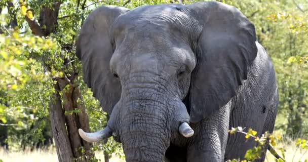 Majestic African Elephant Natural Habitat Moremi Game Reserve Botswana Safari — Stock Video