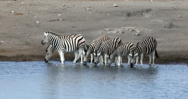 エトーシャ国立公園 ナミビアの野生動物野生動物サファリで滝壺から飲むバーチェルサバンナシマウマ — ストック動画