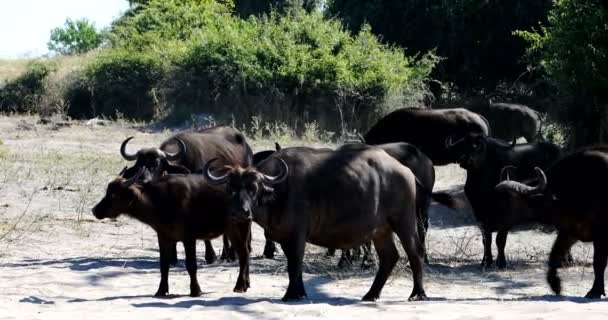 Κοπάδι Των Αφρικανικών Cape Buffalo Chobe Μποτσουάνα Σαφάρι Άγριας Φύσης — Αρχείο Βίντεο