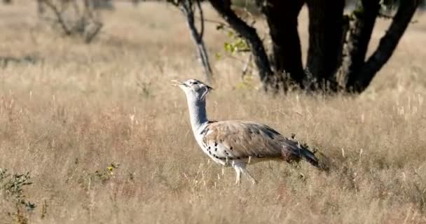 Pájaro Grande Kori Bustard Arbusto Africano Parque Nacional Etosha Namibia — Vídeo de stock
