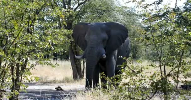 Величний Африканський Слон Природному Середовищі Існування Moremi Мару Заповідника Ботсвана — стокове відео