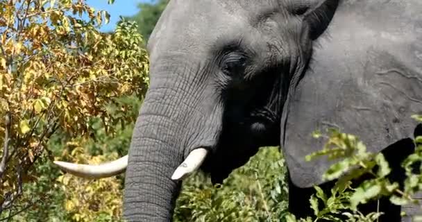 Величественный Африканский Слон Национальном Парке Чобе Дикая Природа Ботсваны Сафари — стоковое видео