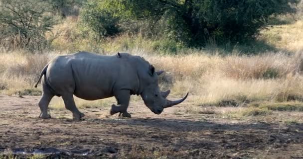 Rinoceronte Branco Buraco Água Parque Nacional Pilanesberg Reserva Caça Vida — Vídeo de Stock