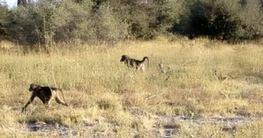 maymun Chacma Babun, Namibya Afrika safarisi vahşi yaşam