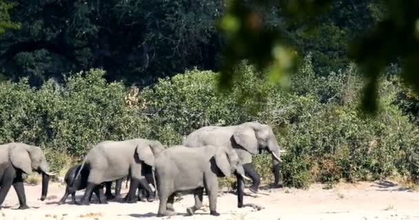 Wildlife safari Afrika slon africký, Bwabwata Namibie, — Stock video