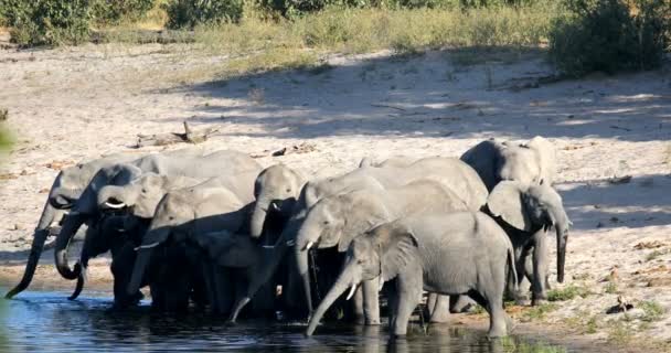 Afrika fili, Bwabwata Namibya, Afrika safari yaban hayatı — Stok video