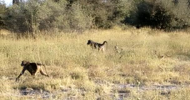 Πίθηκος Chacma Baboon, Ναμίμπια Αφρική σαφάρι άγρια ζωή — Αρχείο Βίντεο