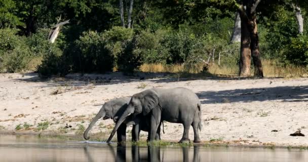 Afrikaanse olifant, Bwabwata Namibië, Afrika safari dieren in het wild — Stockvideo