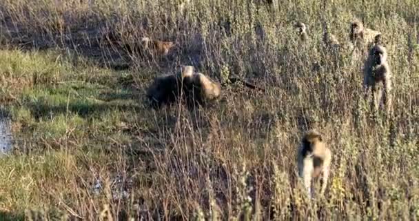 Opice Chacma Baboon, Namibie Afrika safari volně žijící zvěř — Stock video