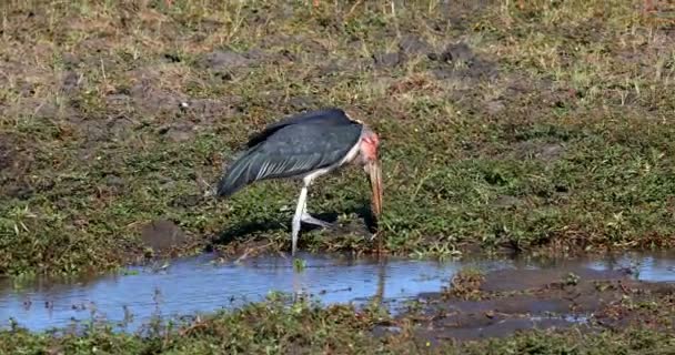 Marabou storks, Chobe Botswana Africa wildlife — Stock Video