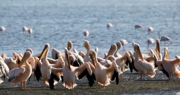 Colonia pelícana respaldada por rosas en la bahía de Walvis, Namibia — Vídeos de Stock