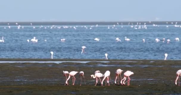 Rosa Flamingokolonie in der Walvisbucht namibia, afrikanische Tierwelt — Stockvideo