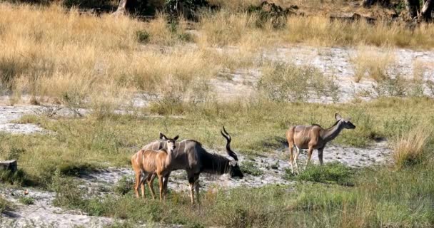 Beber macho de antílope Kudu, Bwabwata namibia África — Vídeo de stock