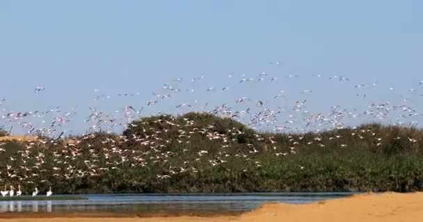 Colonia di Rosy Flamingo a Walvis Bay Namibia, Africa fauna selvatica — Video Stock