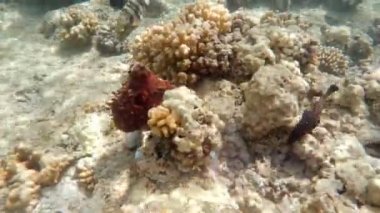 üzerinde mercan resif ahtapot (ahtapot cyanea). Cyanea gösteri nasıl kamuflaj renk, desen ve derisi dokusunu değiştirebilirsiniz