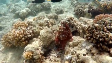 üzerinde mercan resif ahtapot (ahtapot cyanea). Cyanea gösteri nasıl kamuflaj renk, desen ve derisi dokusunu değiştirebilirsiniz