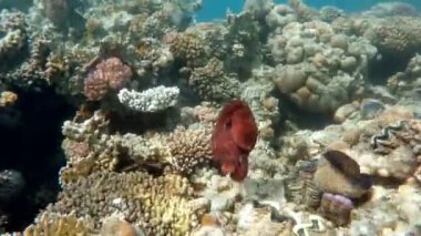 üzerinde mercan resif ahtapot (ahtapot cyanea). Cyanea gösteri nasıl kamuflaj renk, desen ve derisi dokusunu değiştirebilirsiniz