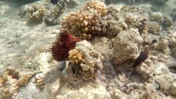 Pulpo Arrecife Octopus Cyanea Sobre Coral Cyanea Muestra Cómo Puede — Vídeos de Stock