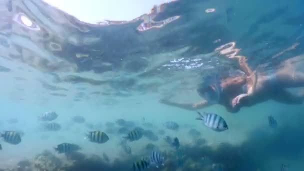 Жінка Snorkel Плавати Підводної Тропіки Екзотичні Рай Школа Риб Коралових — стокове відео