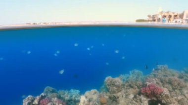 Sualtı yüzey görünümü balık ve mercan, Cennet plaj şemsiye ile su hattı görünümünü yukarıda ile tropik cenneti olarak bölün. Mısır Marsa Alam tatil kavramı. bölünmüş ekran altında ve su üstünde.