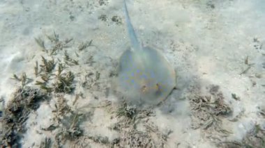 Kızıldeniz 'deki mavi saksılı kurdele kuyruklu vatoz (Taeniura lymma) türü, Marsa Alam, Mısır