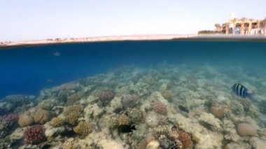 Sualtı yüzey görünümü balık ve mercan, Cennet plaj şemsiye ile su hattı görünümünü yukarıda ile tropik cenneti olarak bölün. Mısır Marsa Alam tatil kavramı. bölünmüş ekran altında ve su üstünde.