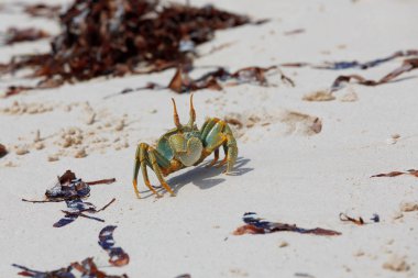 Düşük tide, Diego Suarez Körfezi, Hint Okyanusu, Madagaskar güzel bakir doğa vahşi Antsiranana cennet kum plajda yengeç