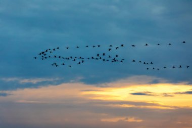 Bayağı turna akşam gökyüzü üzerinde Hortobagy Milli Parkı, Macaristan, puszta geçişinde sürüsü uçan famouf ekosistemler Avrupa ve UNESCO Dünya Miras Listesi nedir