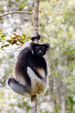 Lemur Indri (Indri indri), ağaca asmış babakoto olarak da bilinir. İndri en büyük yaşam lemur var. Andasibe - Analamazaotra Milli Parkı, Madagaskar yaban hayatı