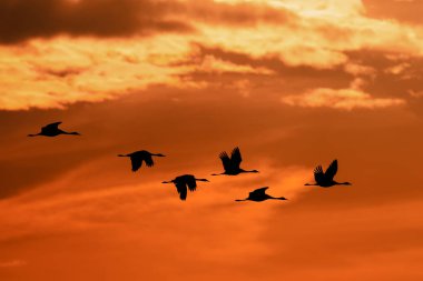 Bayağı turna üzerinde sabah sky, Hortobagy Milli Parkı, Macaristan, puszta geçişinde sürüsü uçan siluet ünlü ekosistemler Avrupa ve Unesco Dünya mirası olduğunu