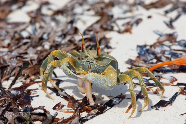 Krabbe Paradiesischen Sandstrand Antsiranana Bei Ebbe Diego Suarez Bucht Indischer — Stockfoto