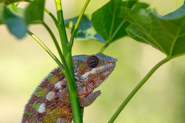 Camaleón Pantera Furcifer Pardalis Hábitat Natural Selva Tropical Bosque Del — Foto de Stock