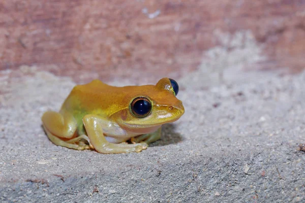 Древесная Лягушка Boophis Rhodoscelis Вид Лягушки Семейства Mantellidae Масоала Национальный — стоковое фото