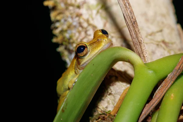 Tree Frog Boophis Rhodoscelis Especie Anfibios Familia Mantellidae Parque Nacional —  Fotos de Stock