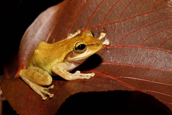 Древесная Лягушка Boophis Rhodoscelis Вид Лягушки Семейства Mantellidae Масоала Национальный — стоковое фото