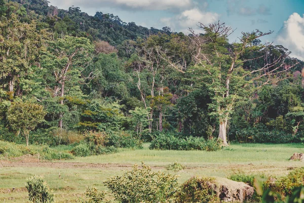 Paisaje Natural Puro Parque Nacional Masoala Bosque Lluvioso Niebla Madagascar —  Fotos de Stock