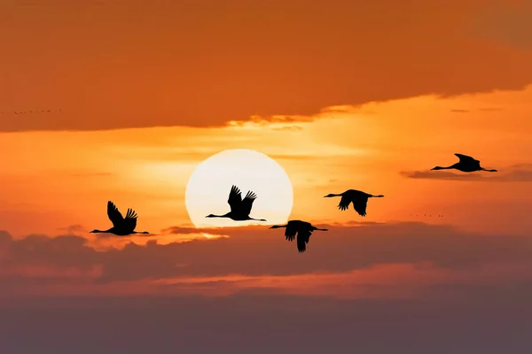 Silhouette Flying Flock Common Crane Morning Sky Migration Hortobagy National — Stock Photo, Image