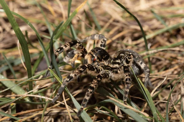 Maior Aranha Europeia Geolycosa Vultuosa Hortobagy National Park Hungria Puszta — Fotografia de Stock