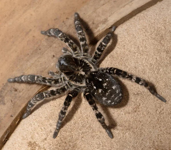 Maior Aranha Europeia Geolycosa Vultuosa Hortobagy National Park Hungria Puszta — Fotografia de Stock