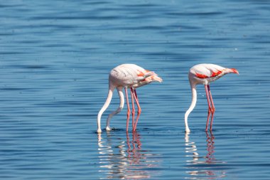 Walvis Bay rezervasyon, Namibya, Safari yaban hayatı sığ suda Pembe Flamingo kuşu besleme